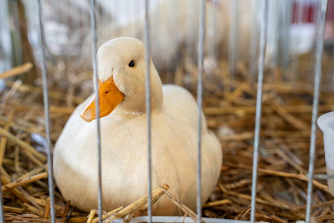 Gyvulininkystės paroda VDU Žemės ūkio akademijoje