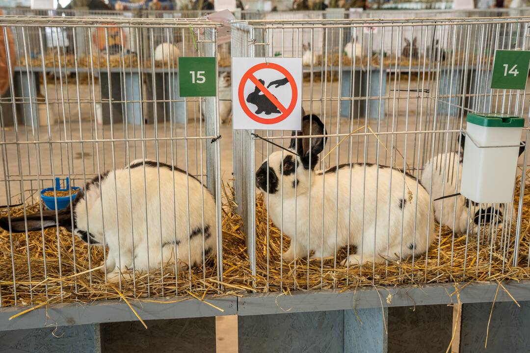 Gyvulininkystės paroda VDU Žemės ūkio akademijoje