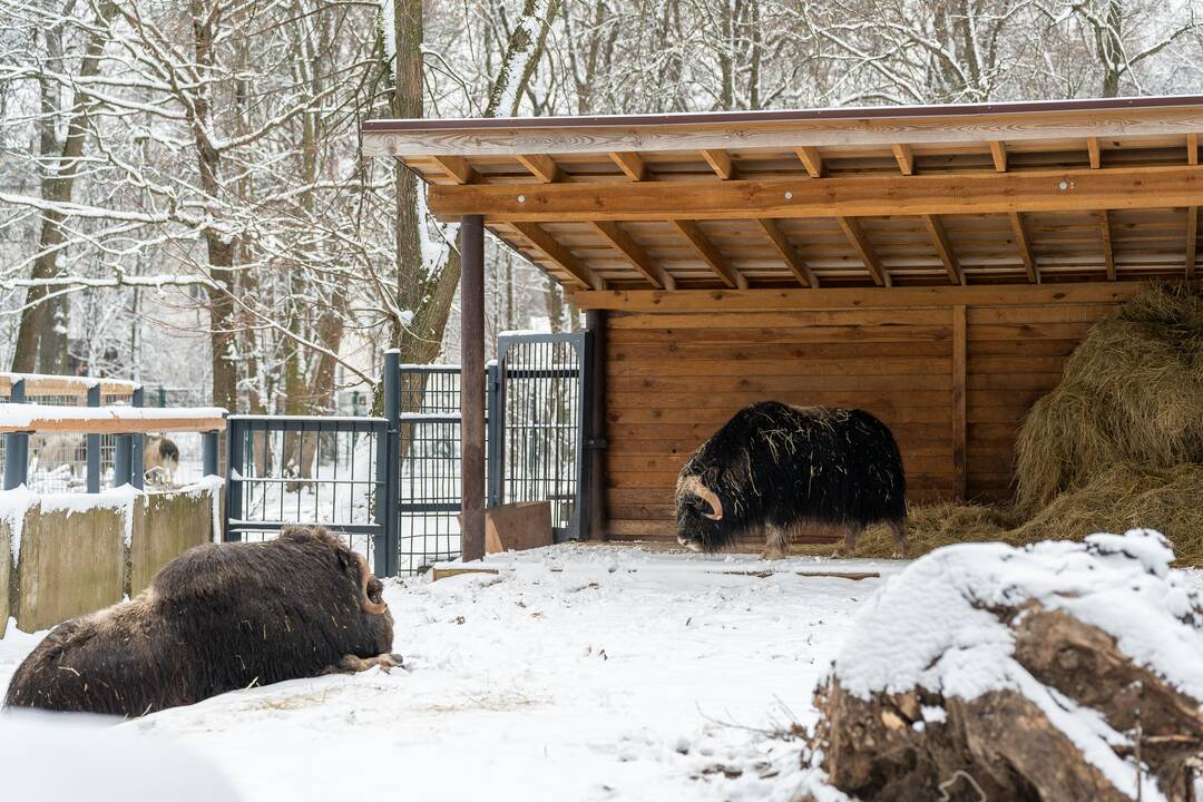 Avijaučiai Lietuvos zoologijos sode