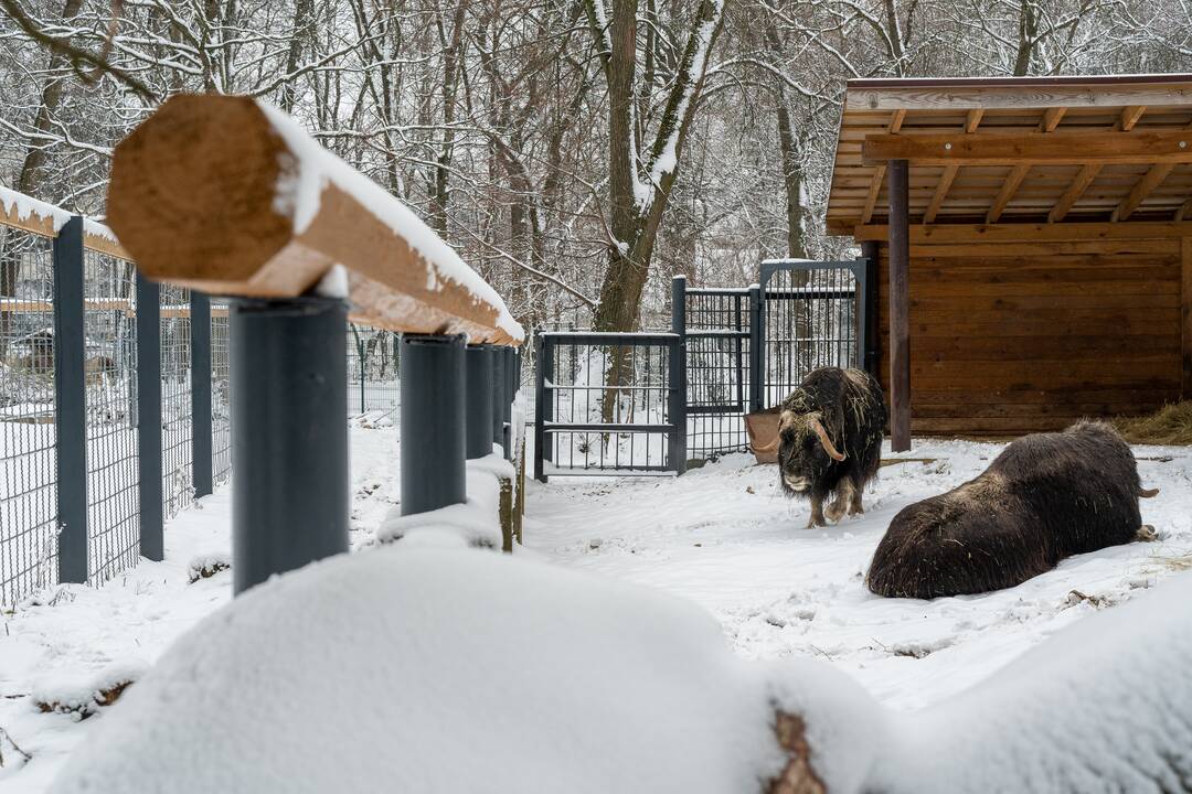 Avijaučiai Lietuvos zoologijos sode