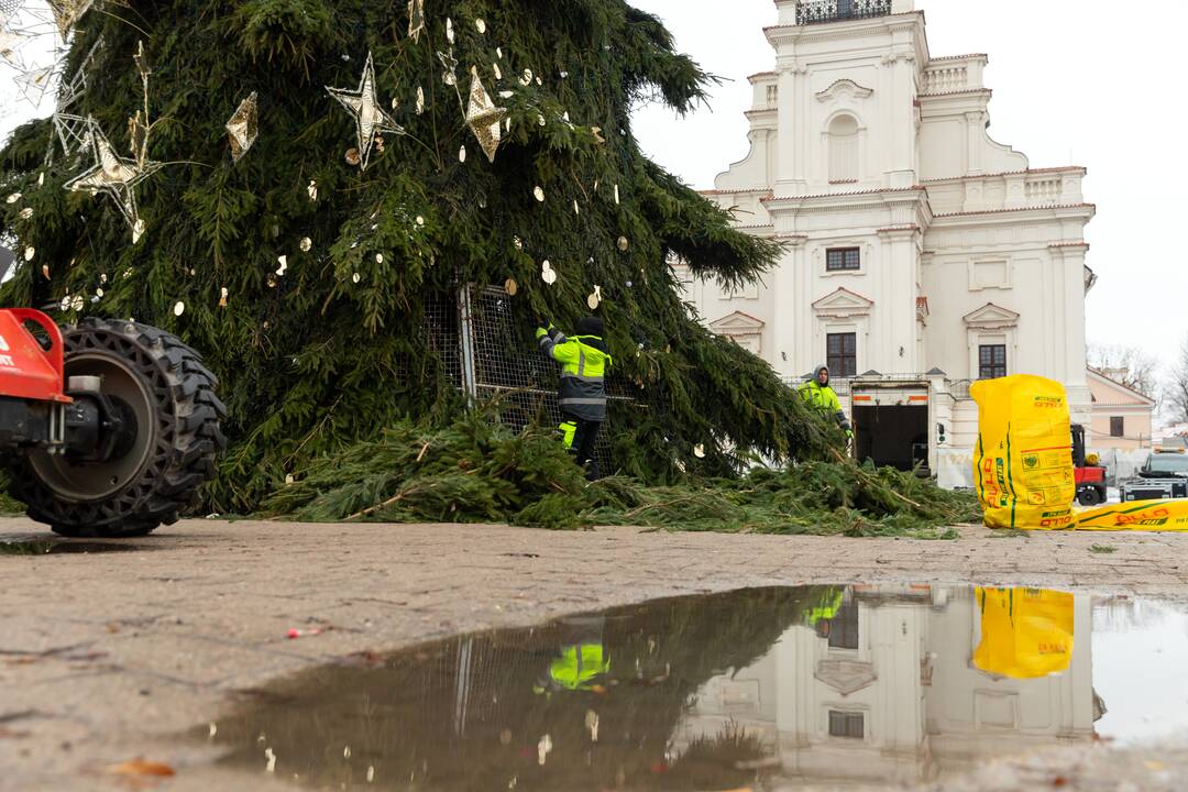 Nupuošiama Kauno eglė
