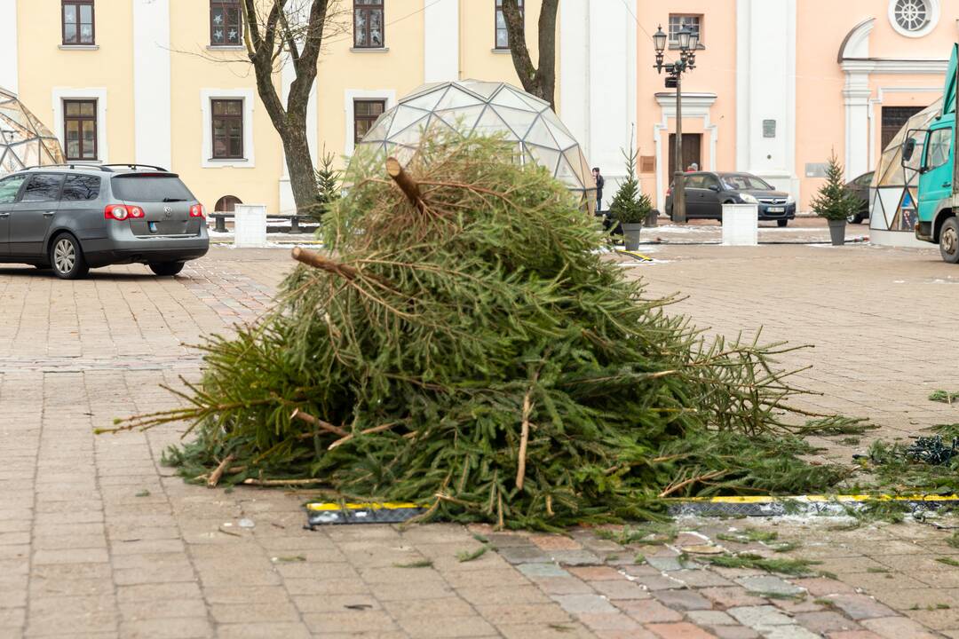 Nupuošiama Kauno eglė