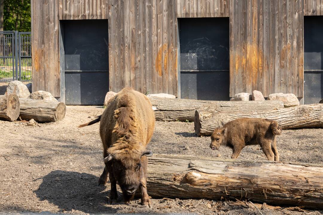 Zoologijos sode pristatytas stumbriukas
