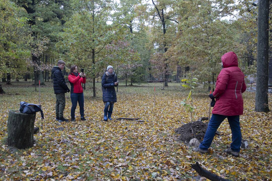Kauno Ąžuolyno parką papildė nauji medeliai