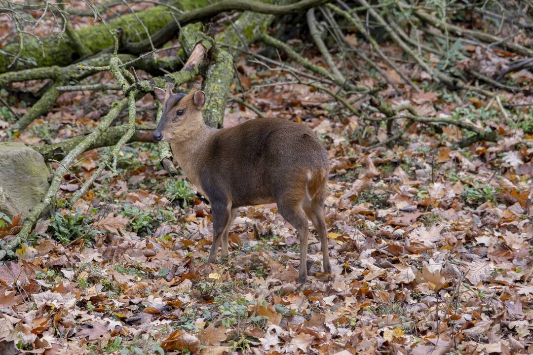 Lietuvos Zoologijos sodo atidarymas