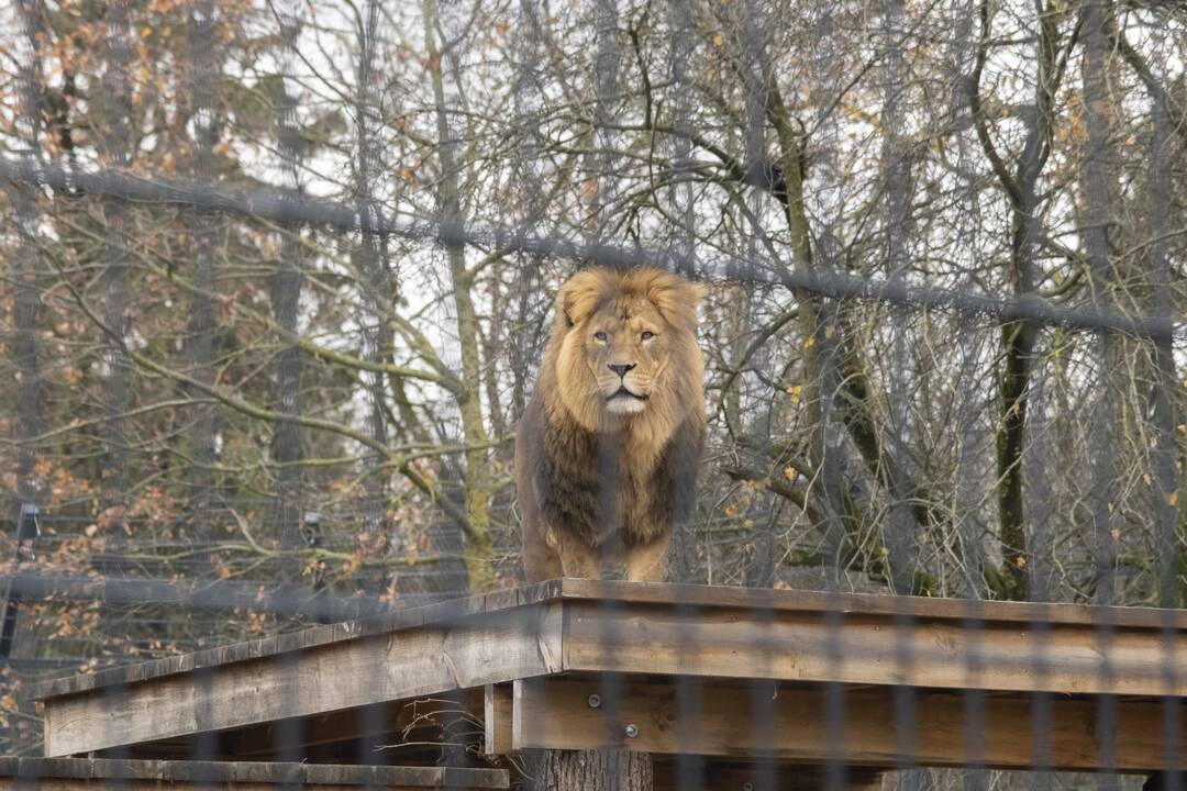 Lietuvos Zoologijos sodo atidarymas