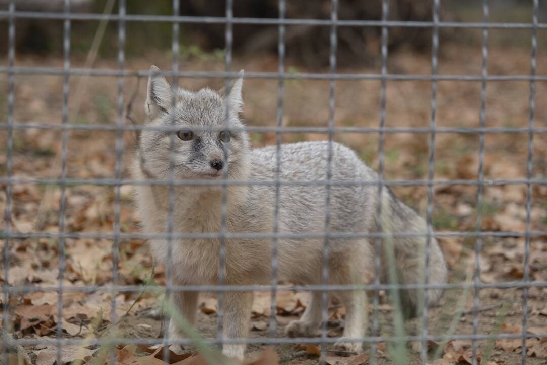 Lietuvos Zoologijos sodo atidarymas