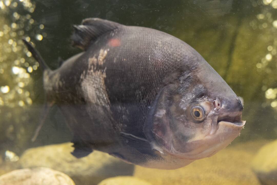 Lietuvos Zoologijos sodo atidarymas