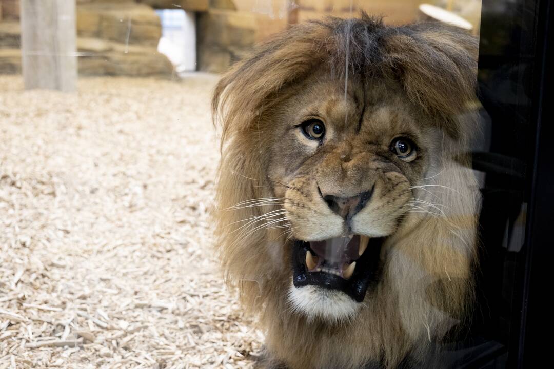 Lietuvos Zoologijos sodo atidarymas