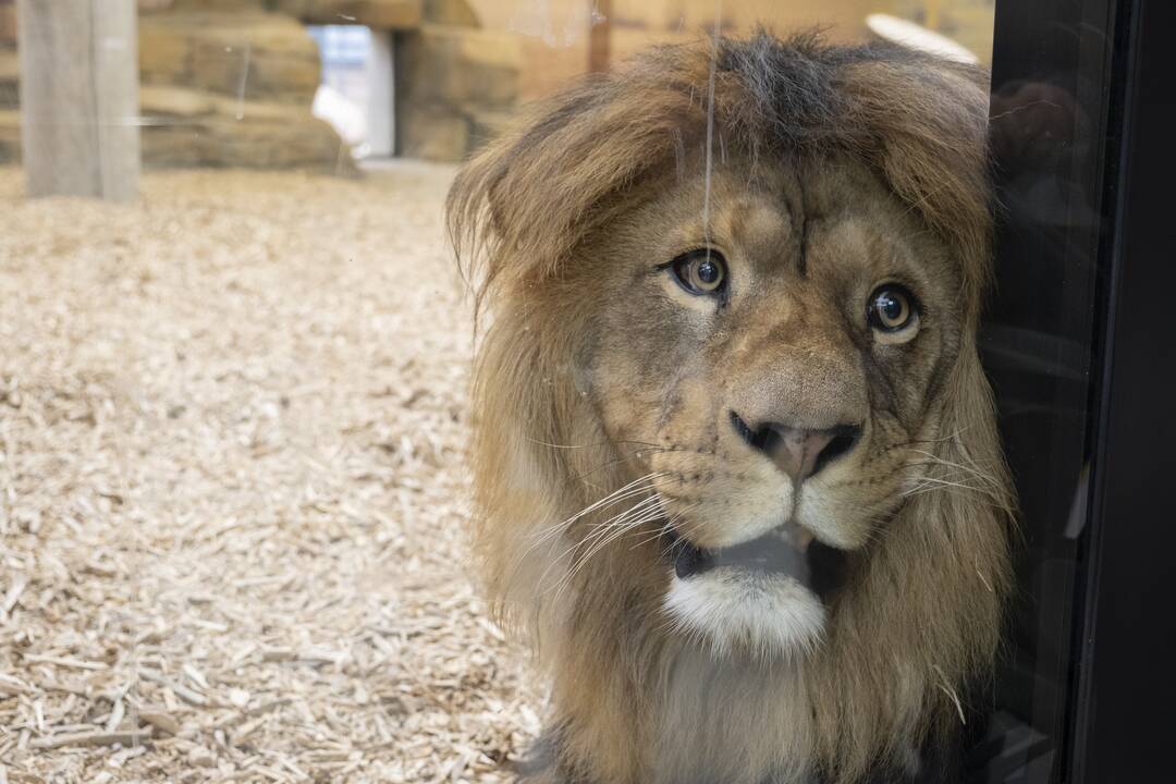 Lietuvos Zoologijos sodo atidarymas