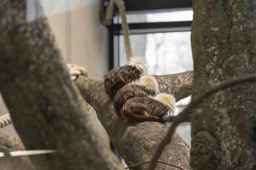 Lietuvos Zoologijos sodo atidarymas