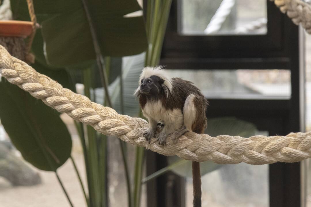 Lietuvos Zoologijos sodo atidarymas