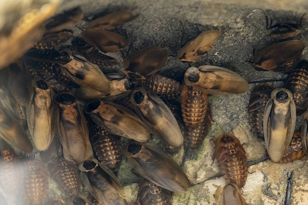 Lietuvos Zoologijos sodo atidarymas