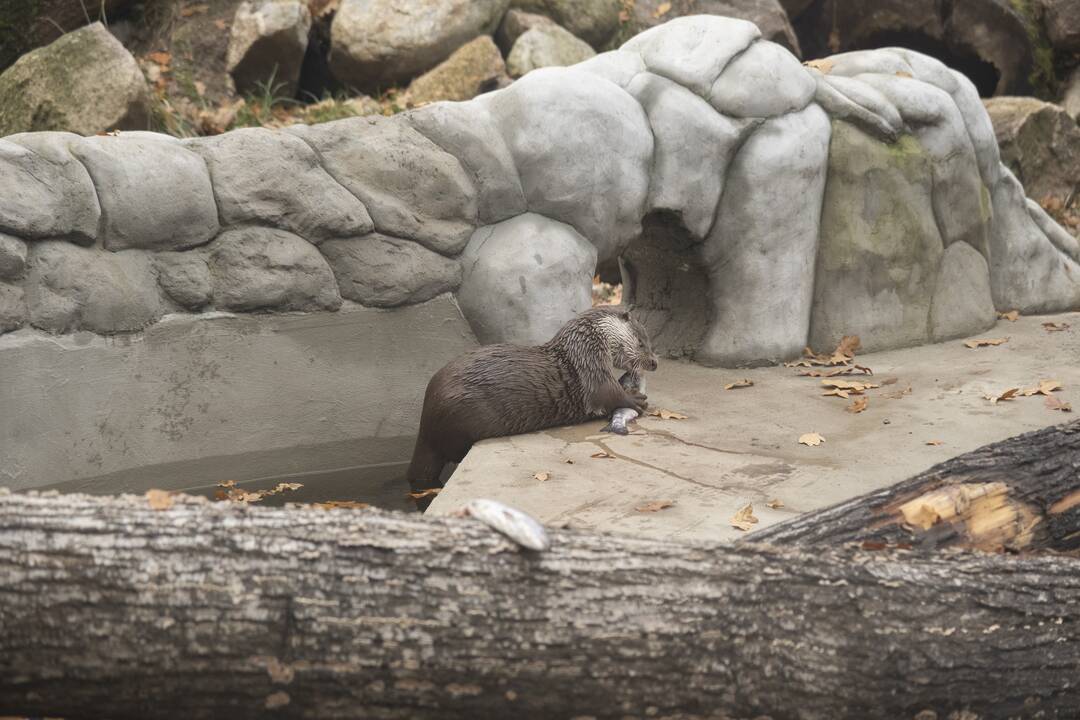 Lietuvos Zoologijos sodo atidarymas