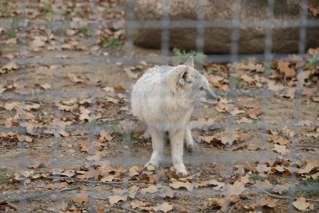 Lietuvos Zoologijos sodo atidarymas