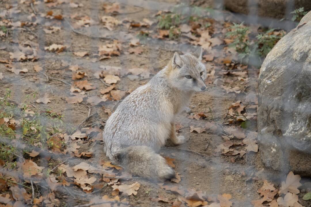 Lietuvos Zoologijos sodo atidarymas