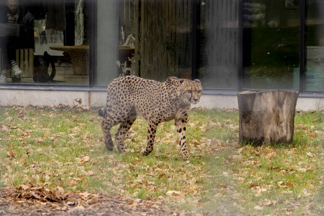 Lietuvos Zoologijos sodo atidarymas