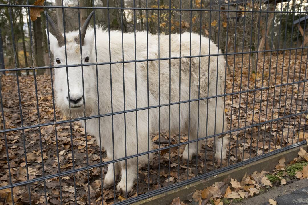 Lietuvos Zoologijos sodo atidarymas