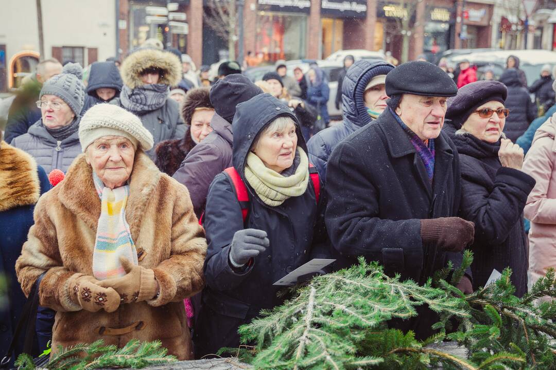 Miškininkai dalino eglių šakas