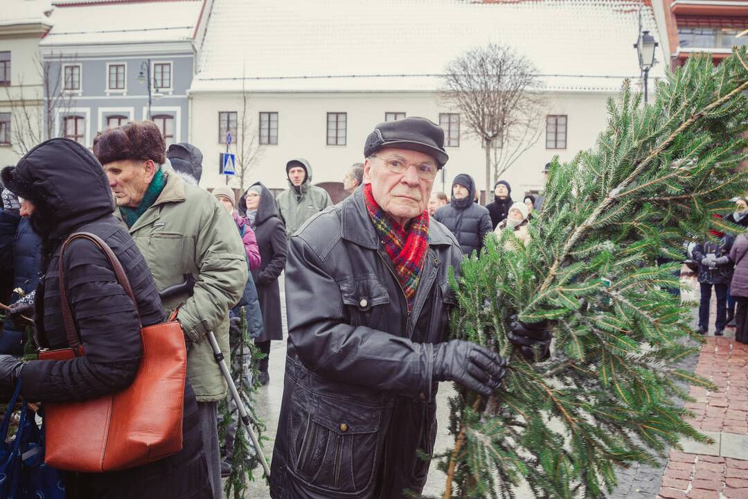 Miškininkai dalino eglių šakas