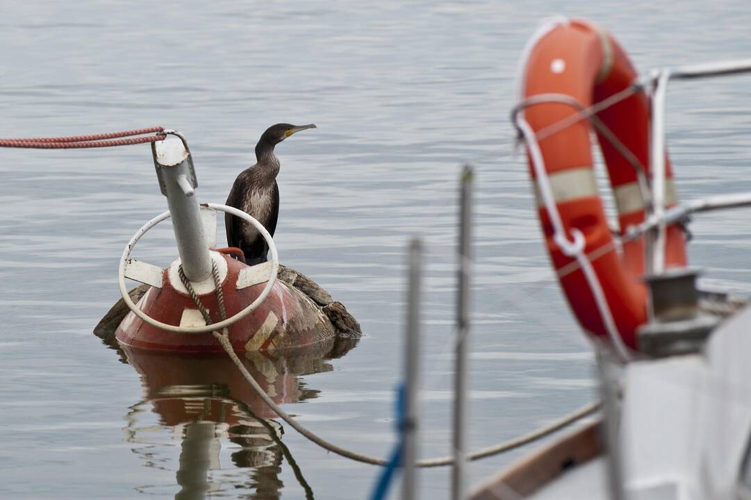 Tarp pretendentų į Kuršių nerijos paukštį – ir didysis kormoranas