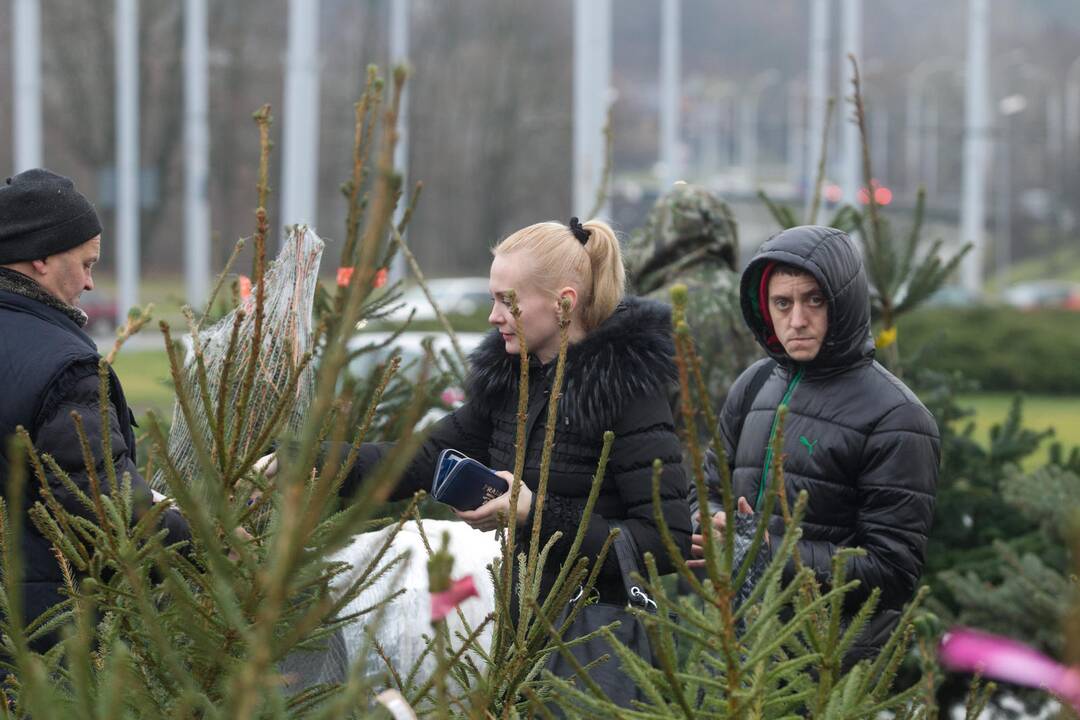 Ką daryti, kad pirkta eglutė sulauktų švenčių