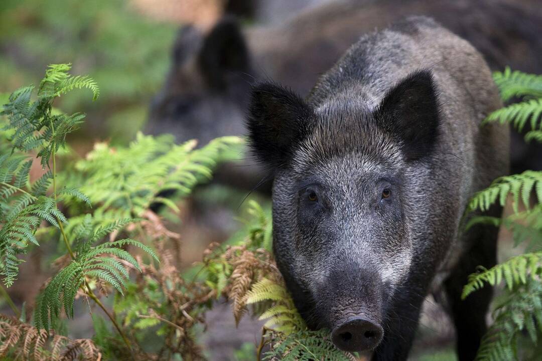 Per savaitę kiaulių maras nustatytas beveik pusšimčiui šernų