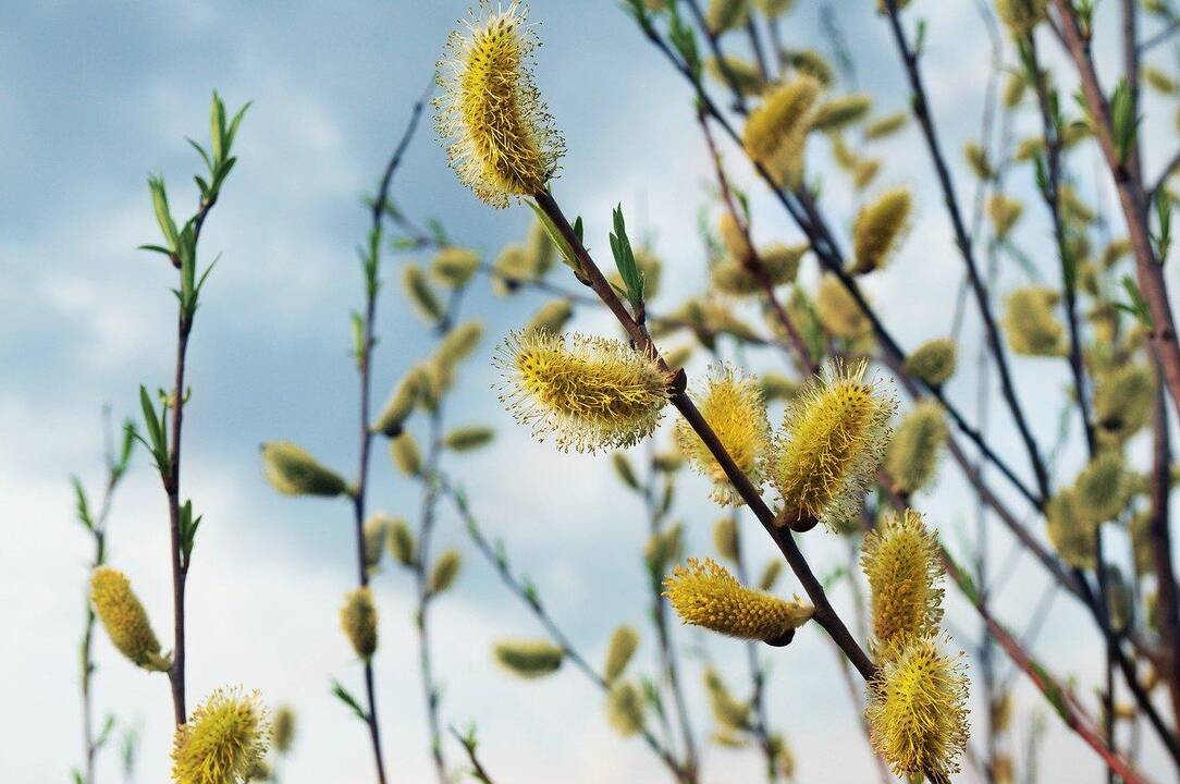 Užfiksuotas naujas šilumos rekordas: Kybartuose – tikras pavasaris