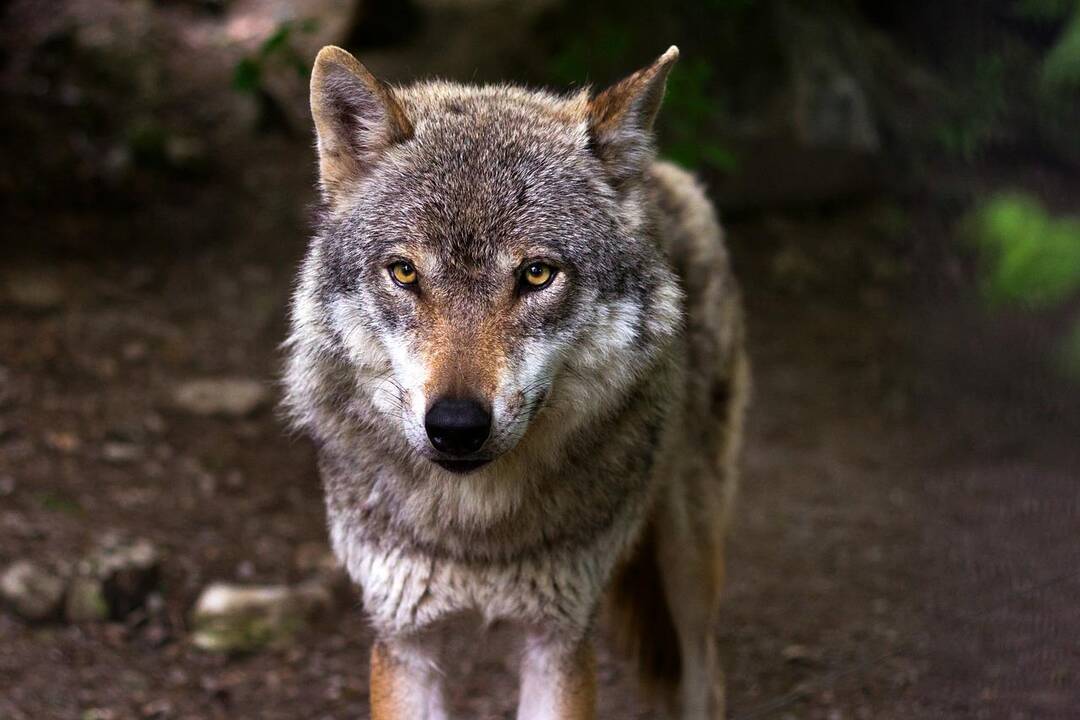 Seimo komitetas siūlo leisti sumedžioti daugiau vilkų