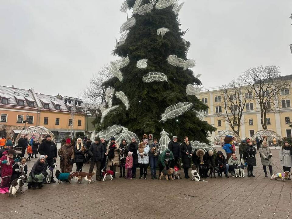 Tradicija: kasmet įvairiuose miestuose prie pagrindinių Kalėdų eglių renkasi spanielių mylėtojai su savo augintiniais.