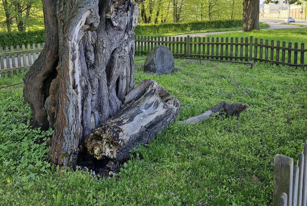 Byrėjimas: po dar vieno šaltojo sezono atsiskyrė ir nulūžo dalis Storosios Klaipėdos liepos kamieno.