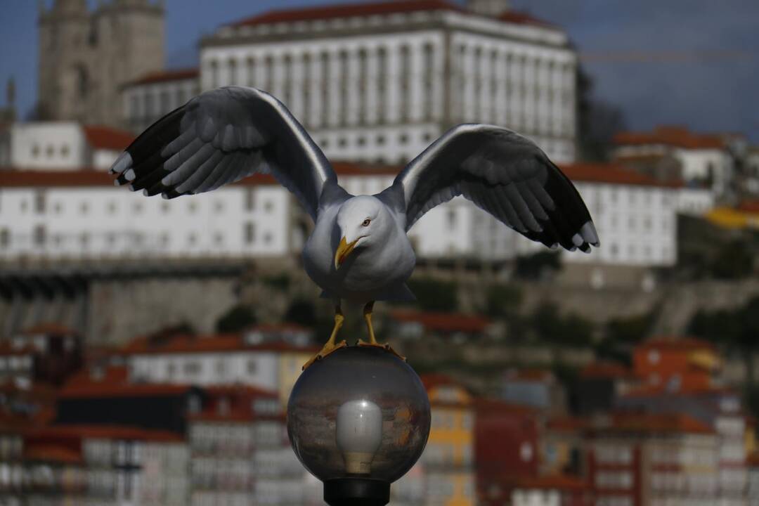 Danijoje su žuvėdromis kovojama žaisliniais tankais