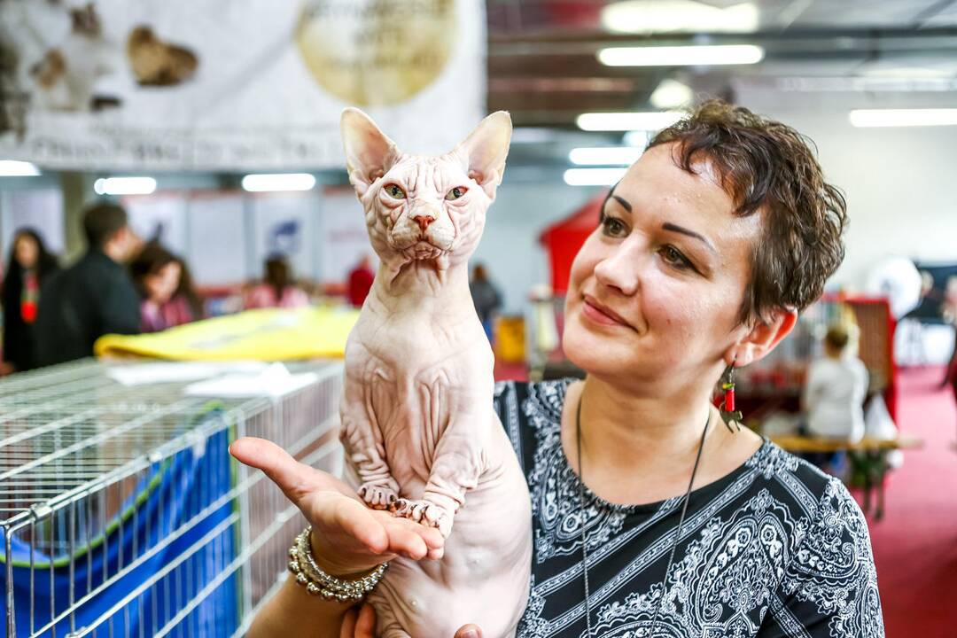 Kačių parodos Kaune
