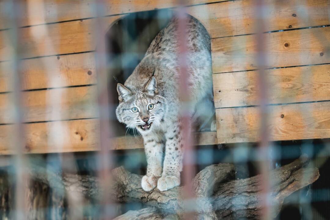 Ne visiems Lietuvos zoologijos sodo gyvūnams šaltis baisus