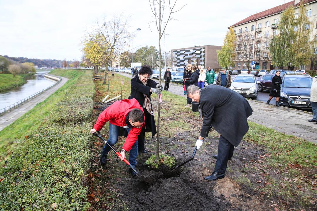 Karaliaus Mindaugo pr. liepų alėją papuošė dar pusšimtis medelių