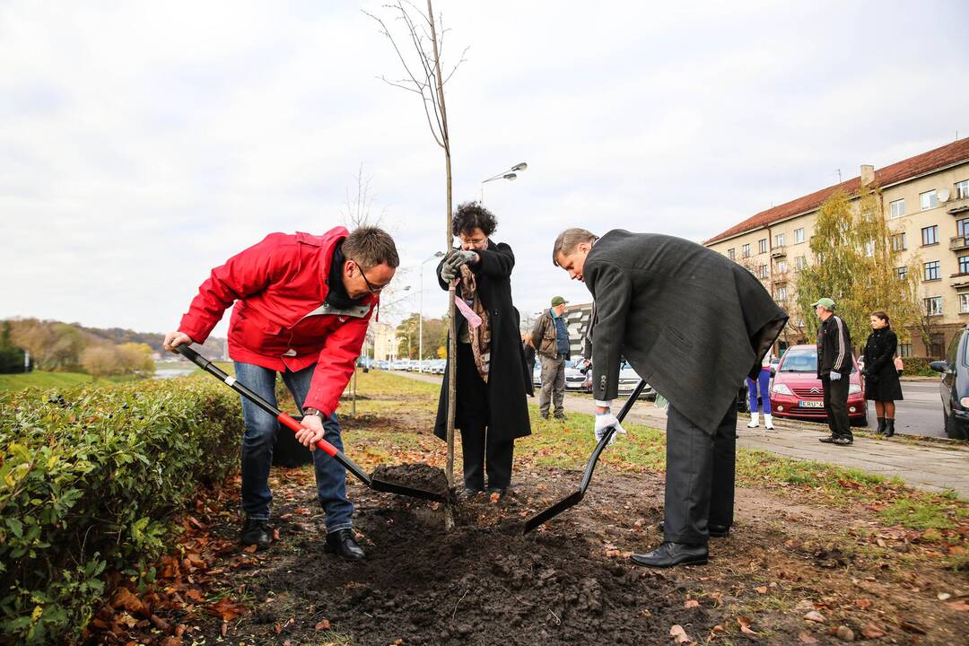 Karaliaus Mindaugo pr. liepų alėją papuošė dar pusšimtis medelių