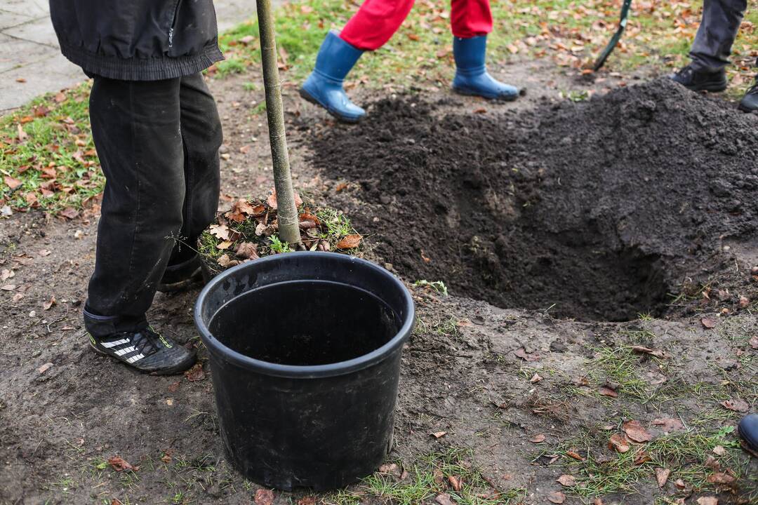 Karaliaus Mindaugo pr. liepų alėją papuošė dar pusšimtis medelių