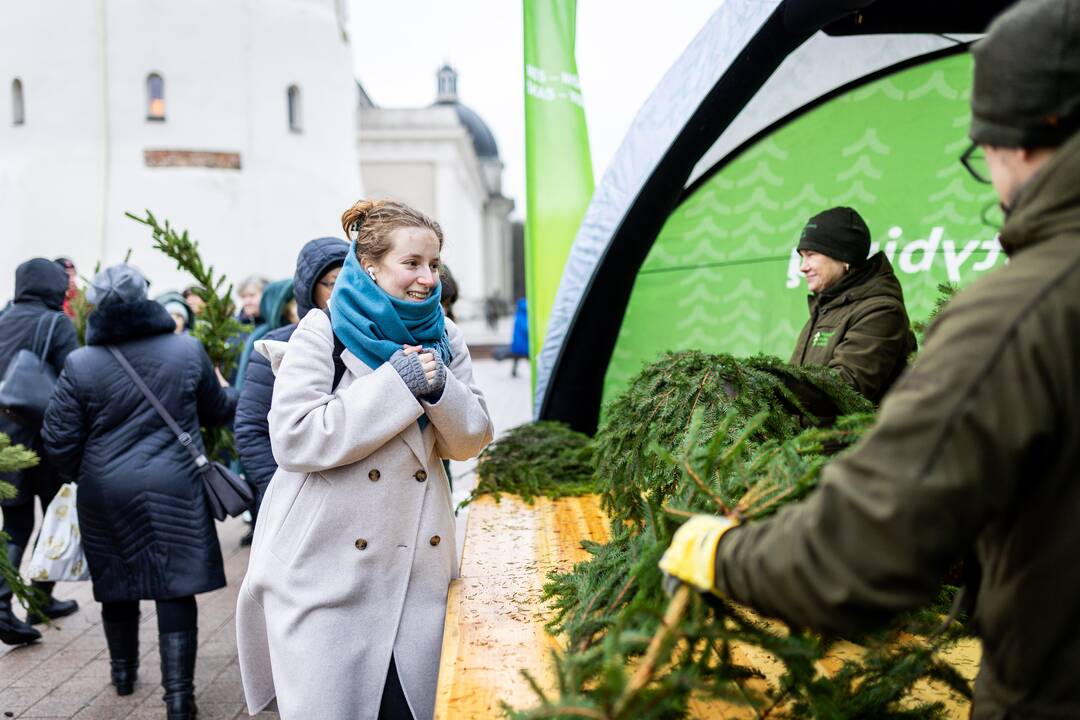 Miškininkų organizuojama nemokamų eglės šakų dalijimo akcija