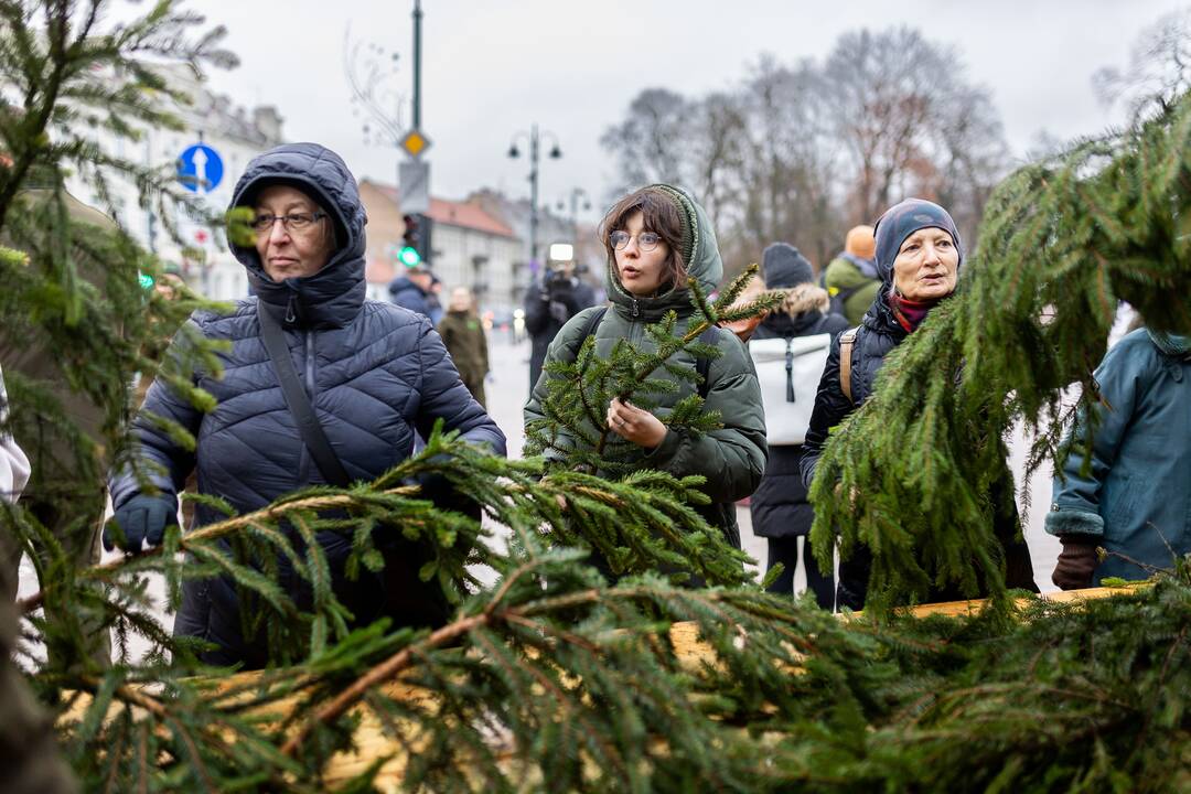 Miškininkų organizuojama nemokamų eglės šakų dalijimo akcija