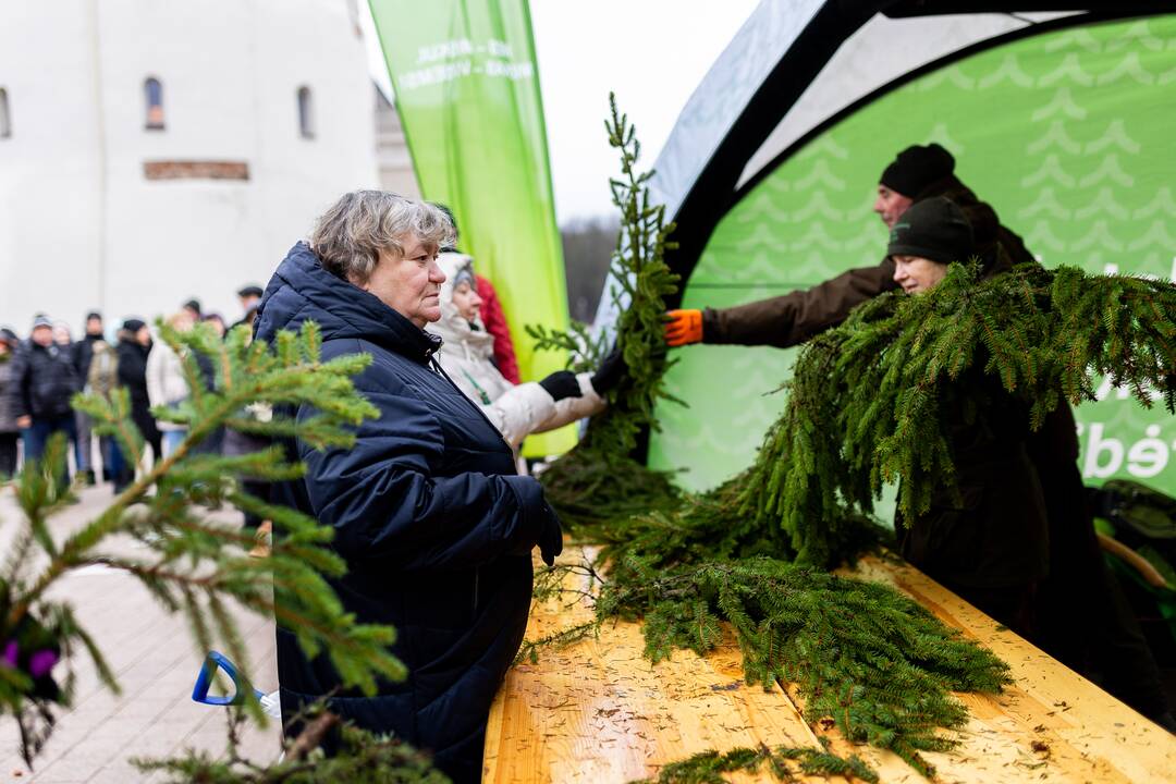 Miškininkų organizuojama nemokamų eglės šakų dalijimo akcija