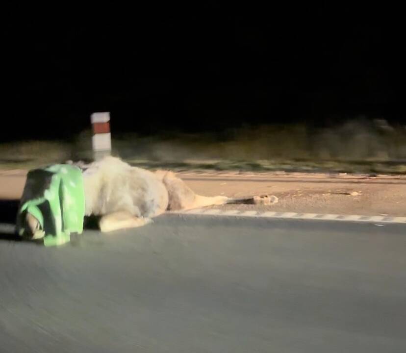 Magistralėje „Audi“ susidūrė su briedžiu: iki nelaimės gyvūnas blaškėsi skirtingose vietose?