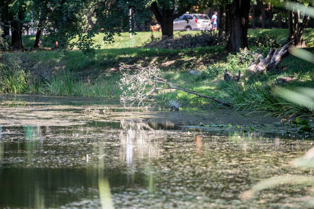 Dydis: Ramučių tvenkinys tėra vos 0,5 ha.