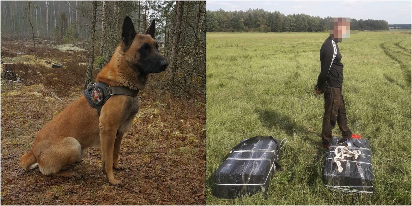 Belgų aviganis padėjo sulaikyti du ryšulius kontrabandinių cigarečių gabenusį vyrą