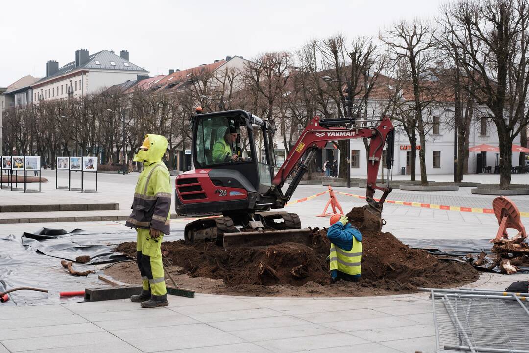 Naujai susodintos liepos Laisvės alėjoje