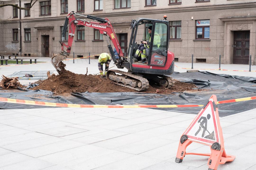 Naujai susodintos liepos Laisvės alėjoje