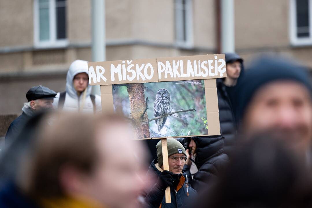 Prie Seimo – protestas dėl plynųjų miškų kirtimų