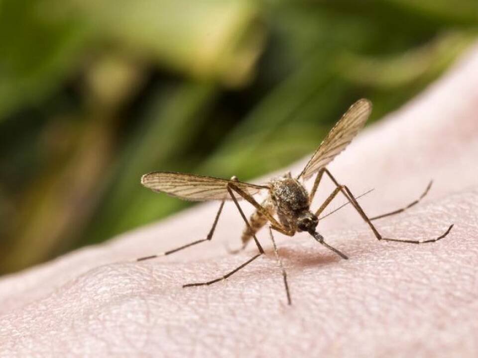 Asociatyvi nuotr.