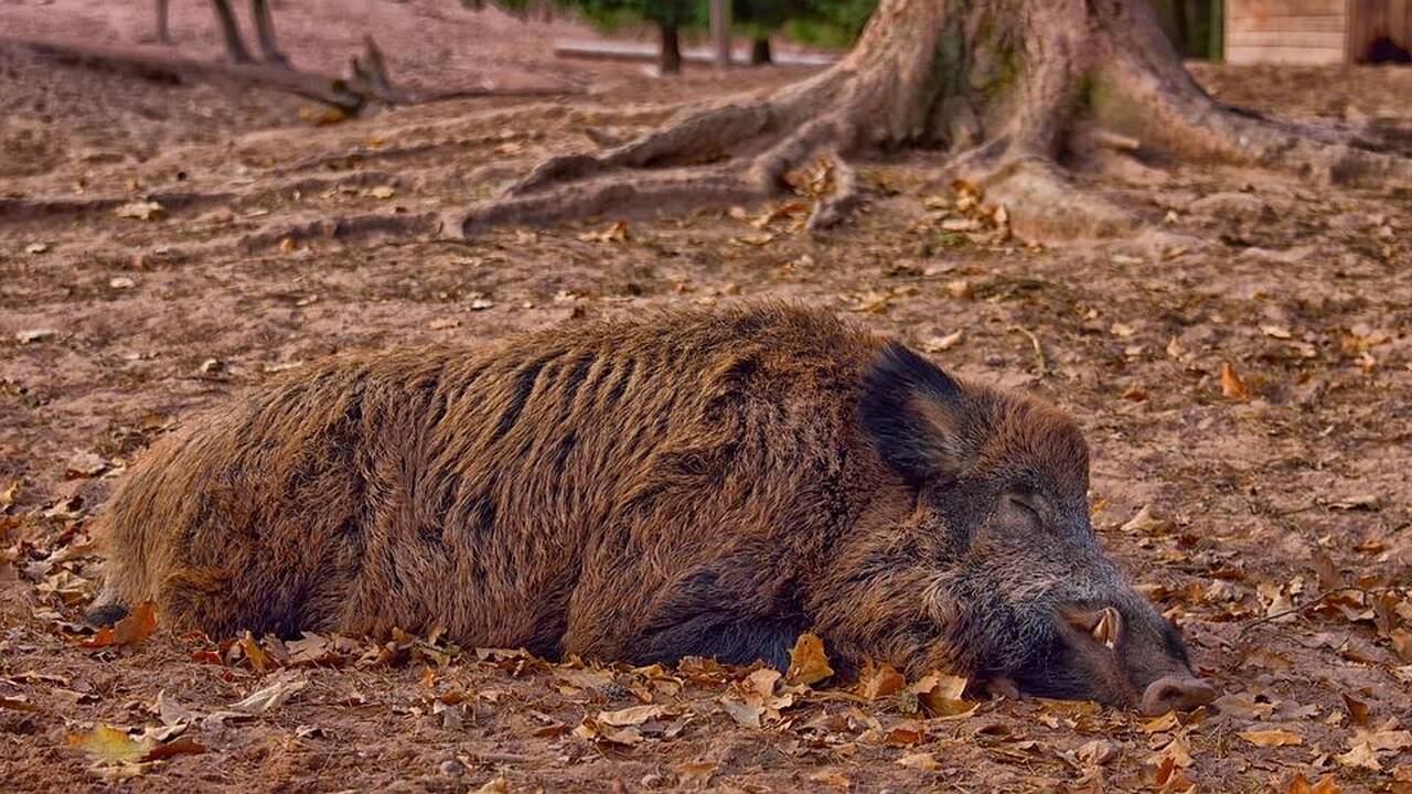 Belgija įtaria, kad kiaulių maro užkratas į šalį galėjo patekti iš Baltijos valstybių
