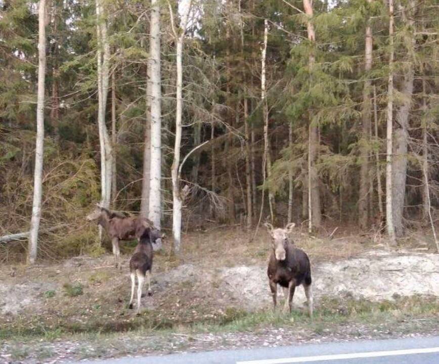 Lankytojai: būrius žmonių prie Olando kepurės pakeitė briedžių šeimyna.