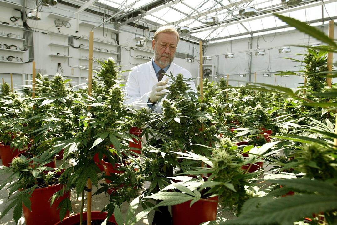 Prancūzija gali legalizuoti kanapes medicinos tikslais